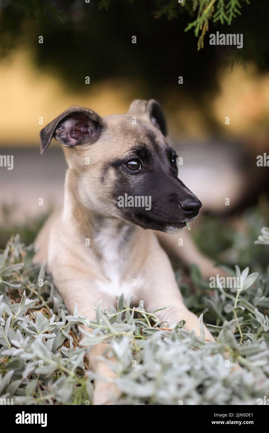 Medium size dog hi-res stock photography and images - Alamy