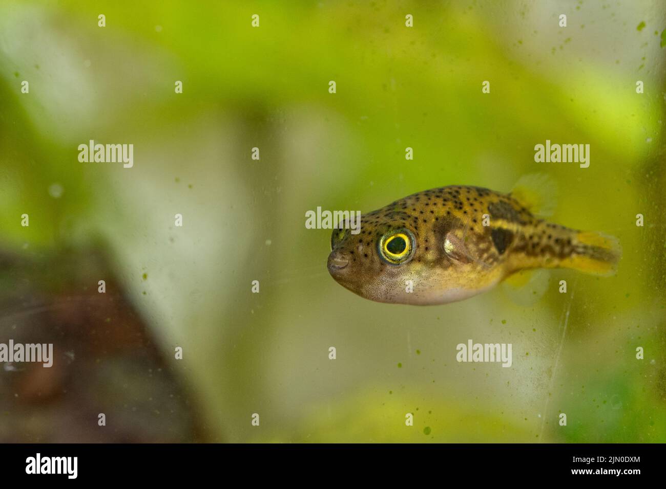 A closeup shot of a freshwater pufferfish in an aquarium Stock Photo