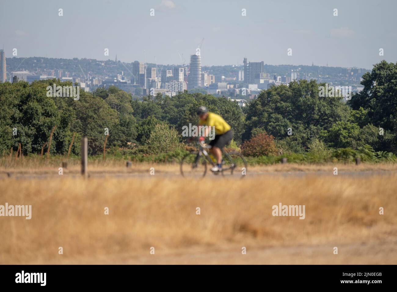 Richmond Park, London, UK. 8 August 2022. Grassland in the SW London Royal Park remains parched under a hot sun with no rain for almost 2 months. Credit: Malcolm Park/Alamy Live News Stock Photo