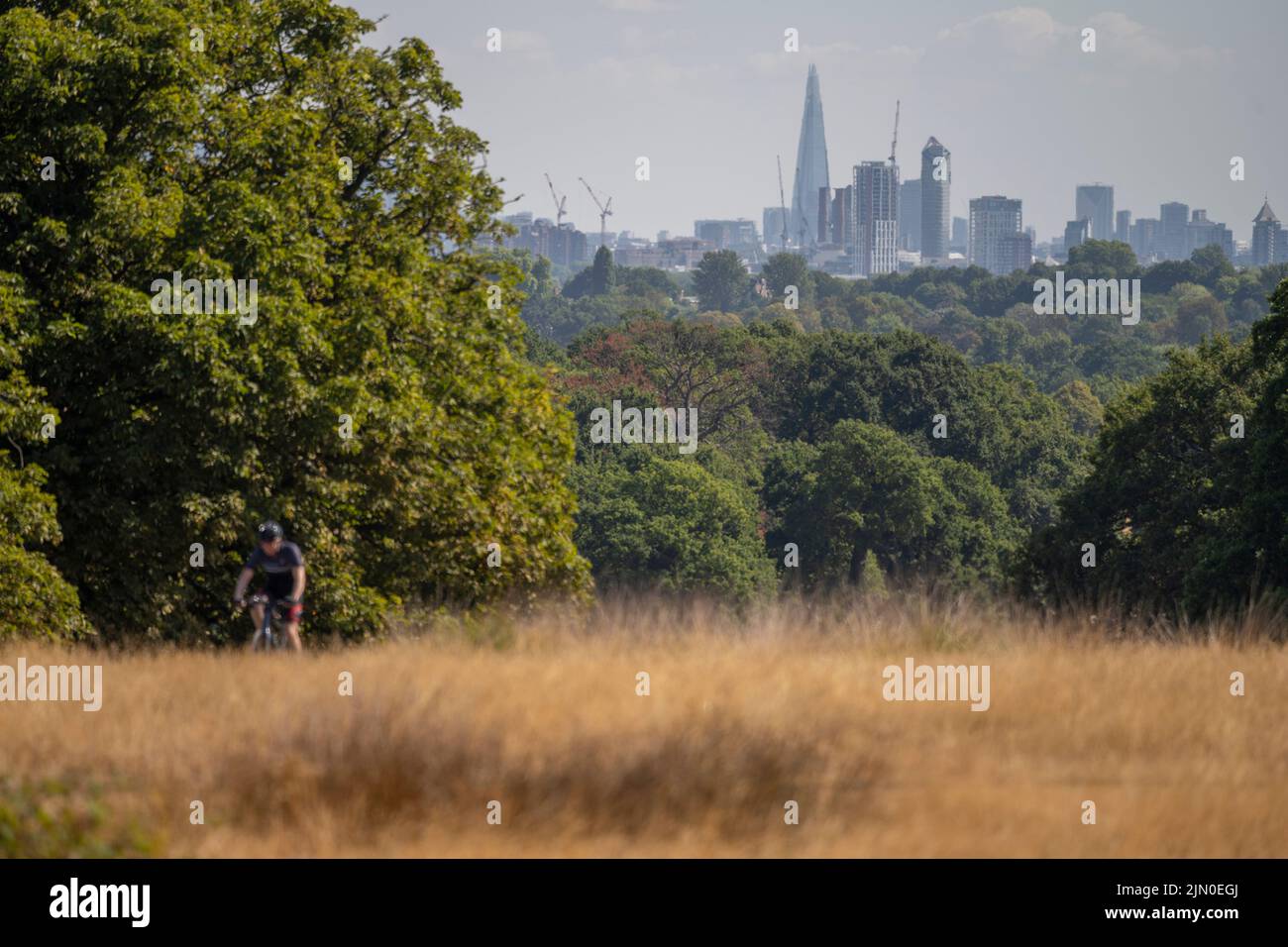 Richmond Park, London, UK. 8 August 2022. Grassland in the SW London Royal Park remains parched under a hot sun with no rain for almost 2 months. Credit: Malcolm Park/Alamy Live News Stock Photo