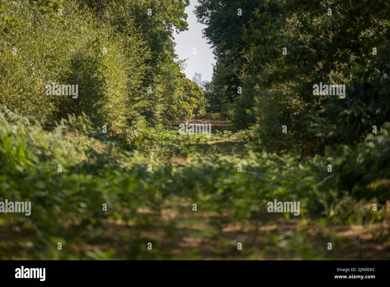 Richmond Park, London, UK. 8 August 2022. Distant view of St Pauls Cathedral through trees. Grassland in the SW London Royal Park remains parched under a hot sun with no rain for almost 2 months. Credit: Malcolm Park/Alamy Live News Stock Photo