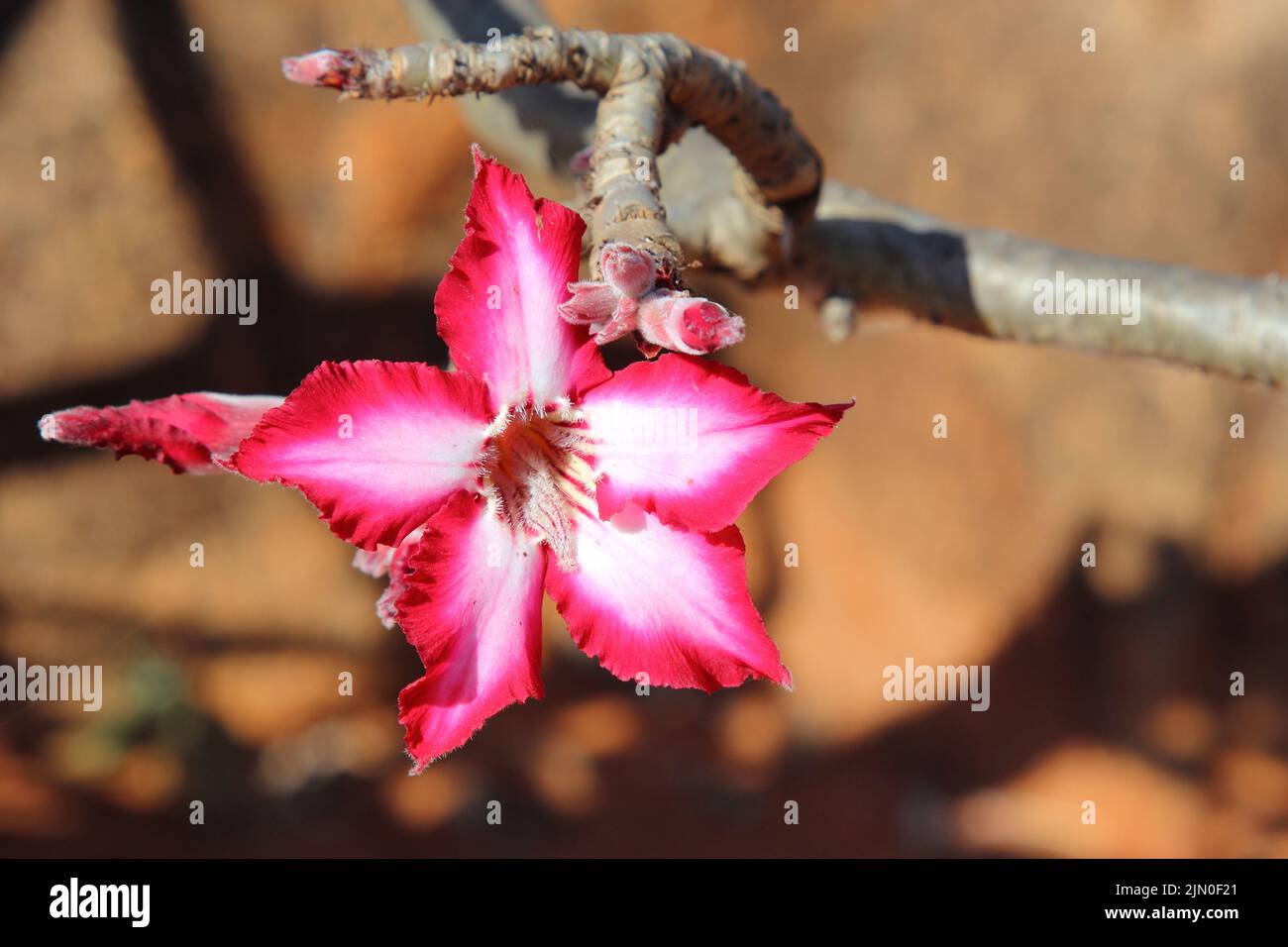 Impala lilies hires stock photography and images Alamy