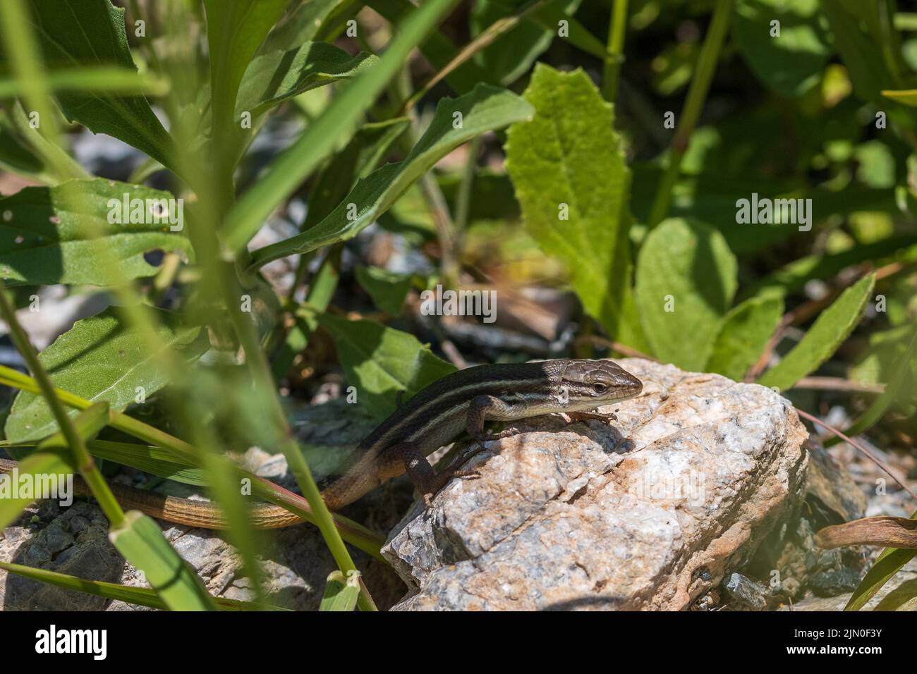 Psammodromus algirus, Algerian sand racer Lizard Stock Photo - Alamy