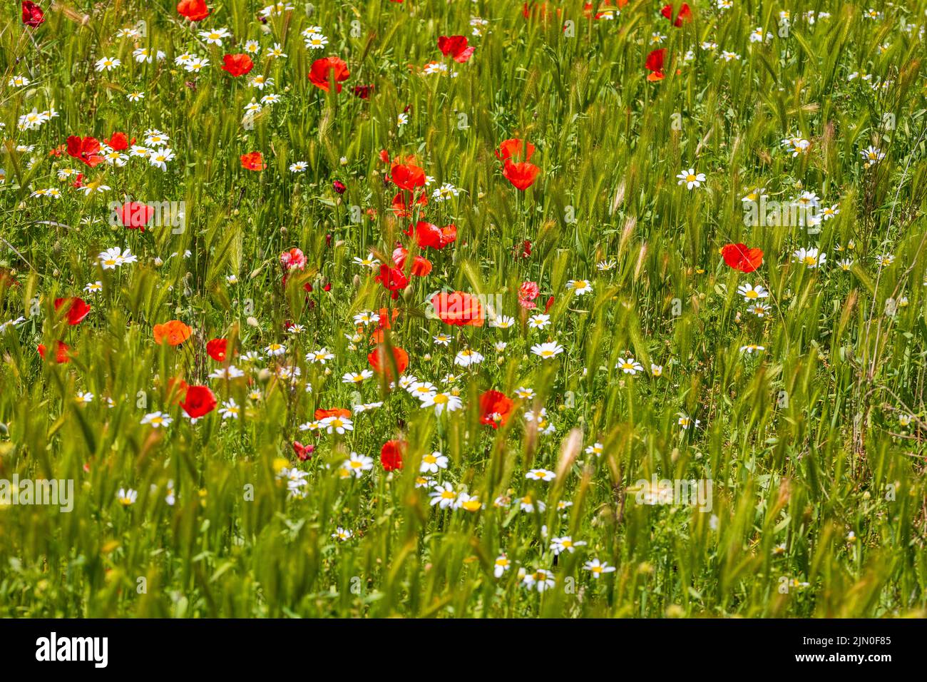 Wild flowers red poppies and white daisies in a field in the Almanzora Valley, Almeria province, Andalucía, Spain Stock Photo