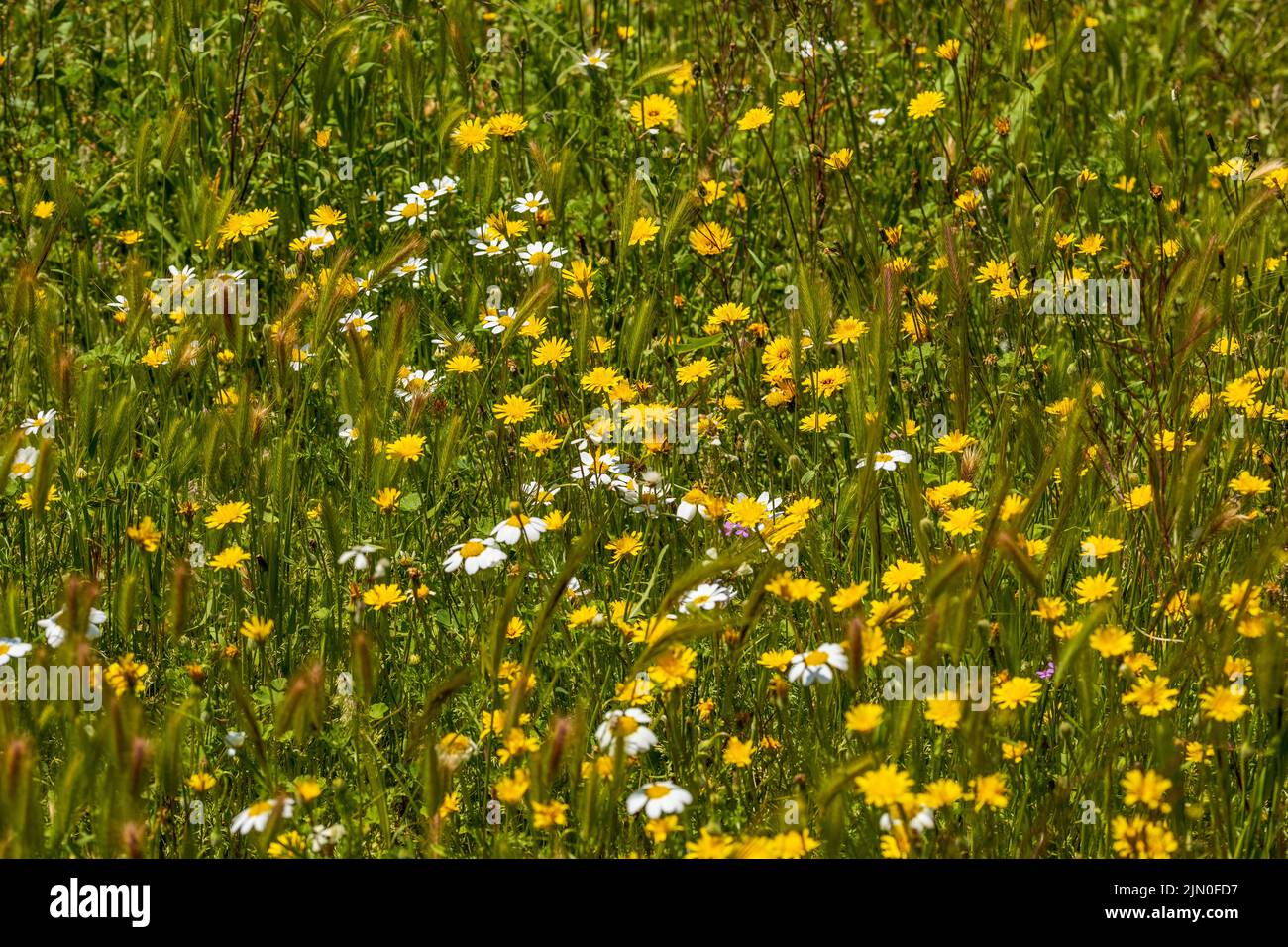 Wild flowers Yellow Dandelions and White Daisies in a Field in the Almanzora Valley, Almeria province, Andalucía, Spain Stock Photo