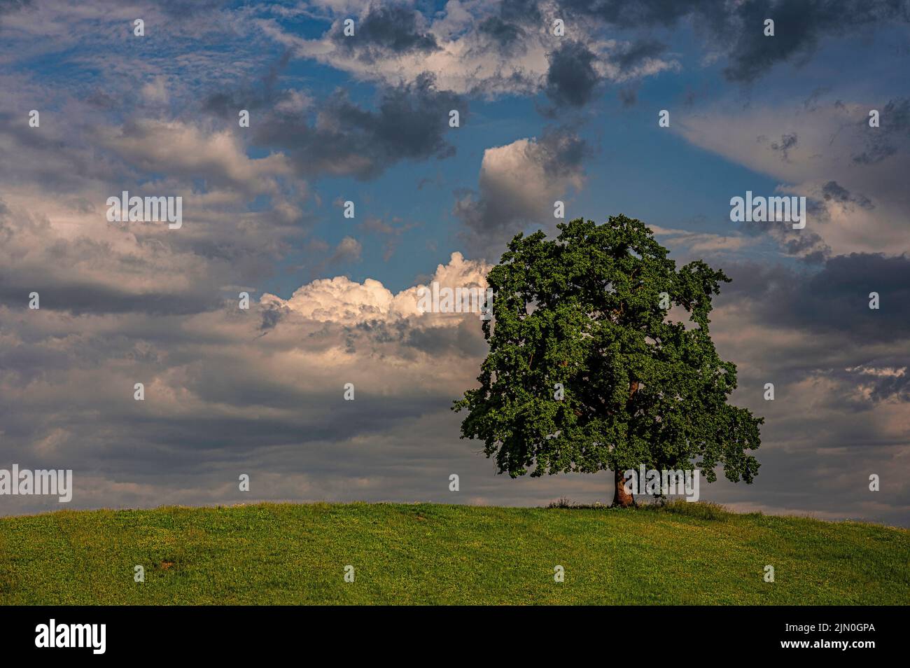 A single tree on the hill under a dramatic cloudy sky Stock Photo - Alamy