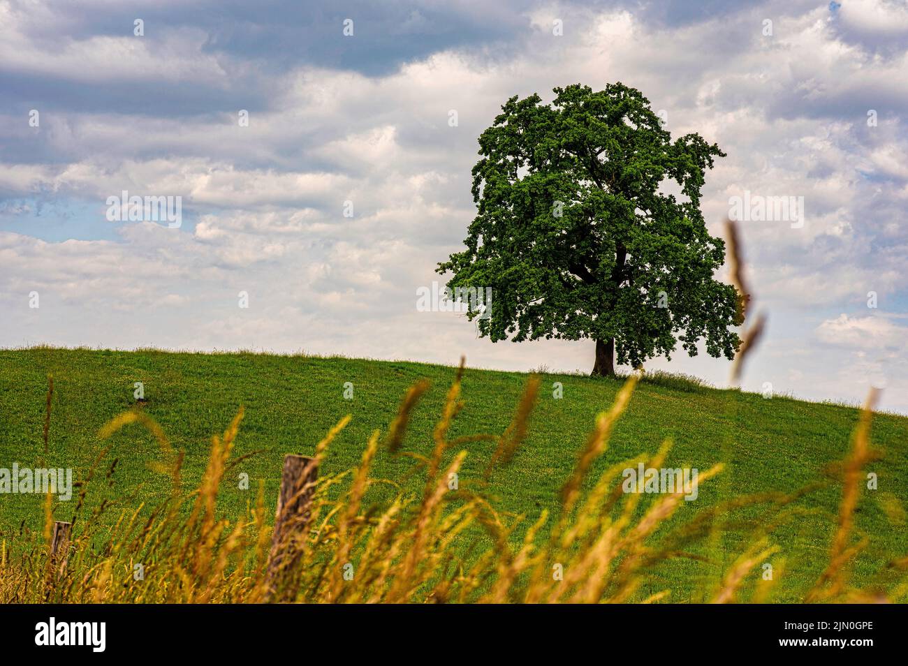 A single tree on the hill under a dramatic cloudy sky Stock Photo - Alamy
