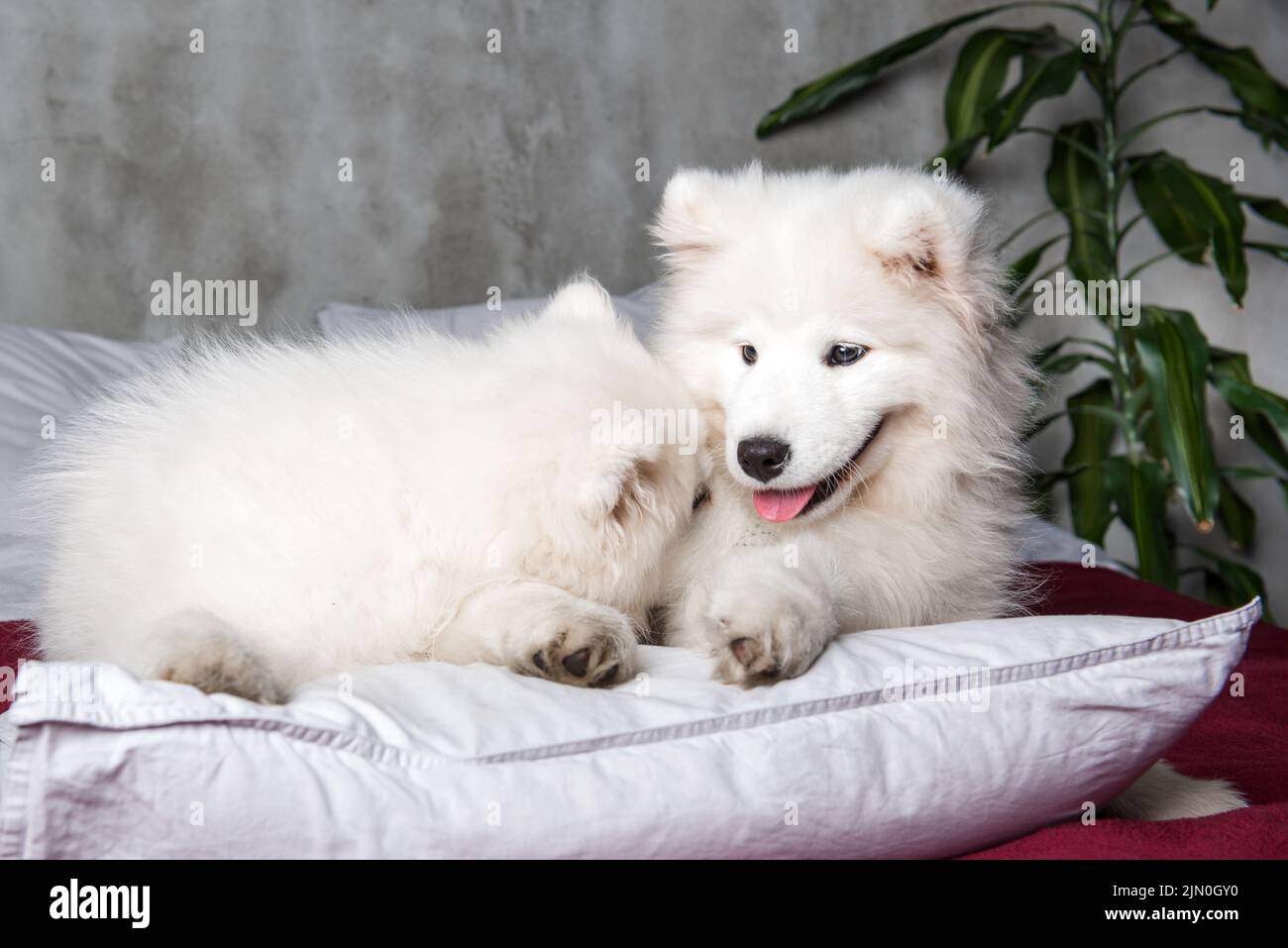 Female dog with puppies hi-res stock photography and images - Page 20 -  Alamy, image size:1300x957