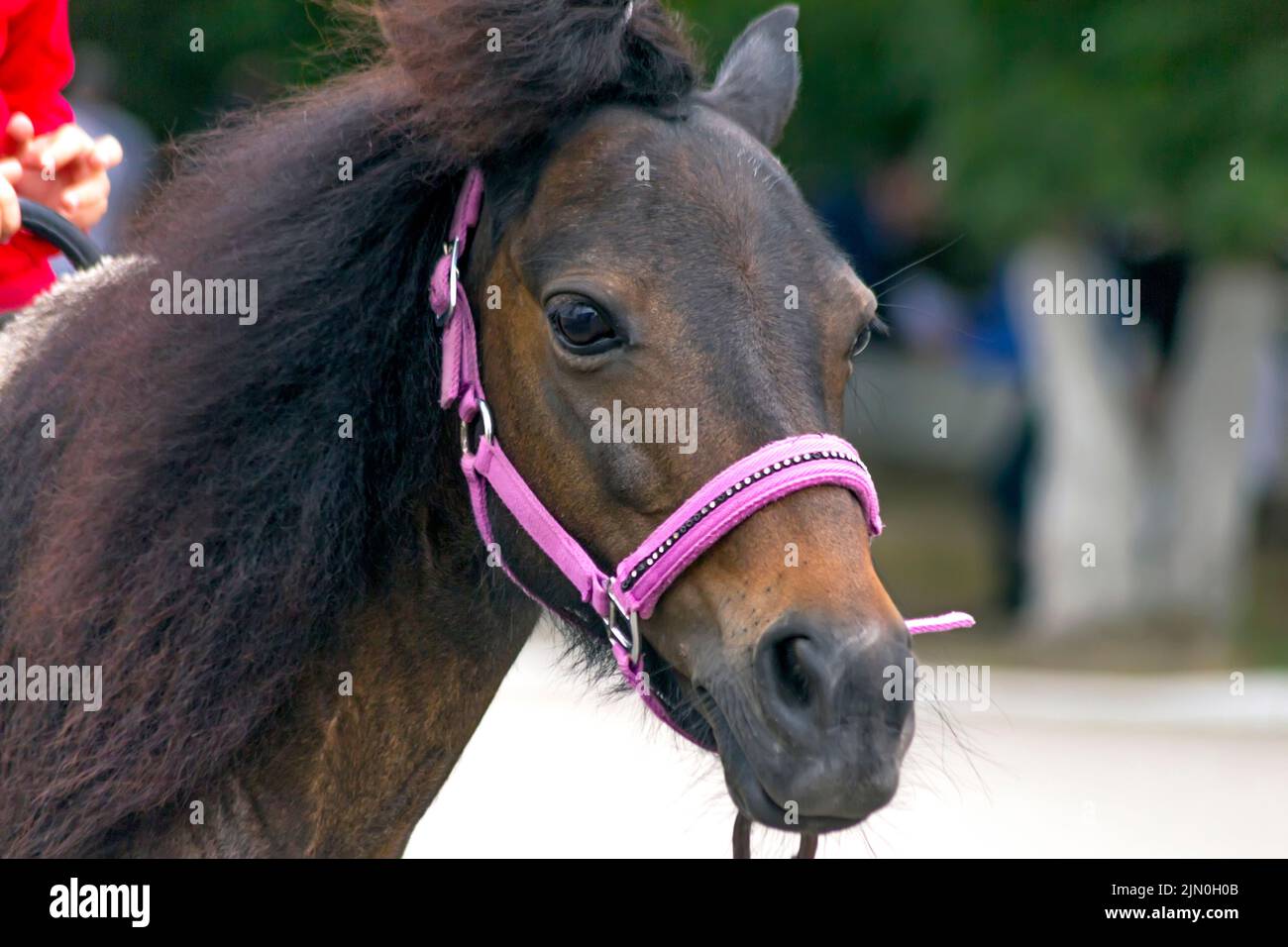 Very calm pony rides children Stock Photo