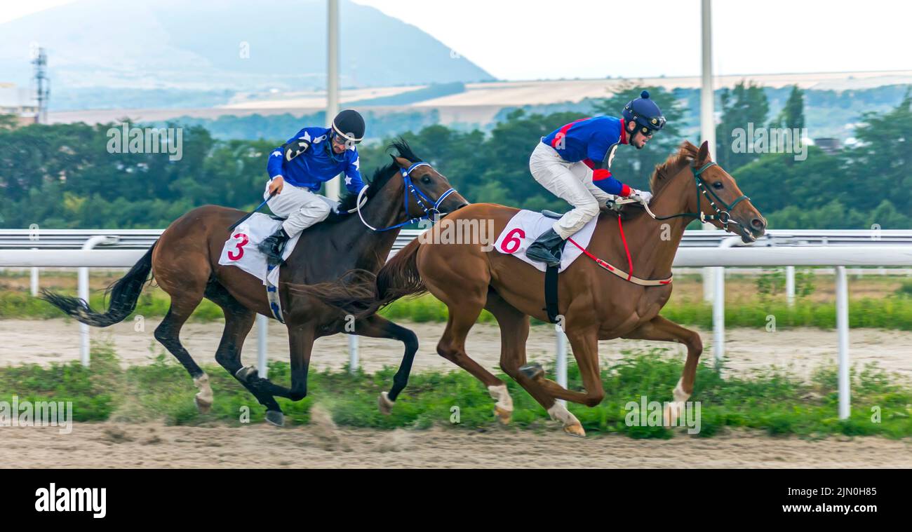 The start horse race for the prize of the Restrictive in Pyatigorsk,Northern Caucasus. Stock Photo