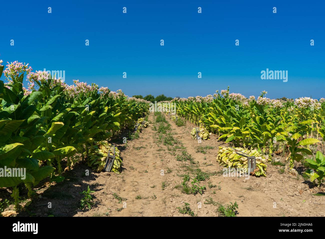 Tobacco plantation by agriculturist in village farm with beautiful blue sky Stock Photo