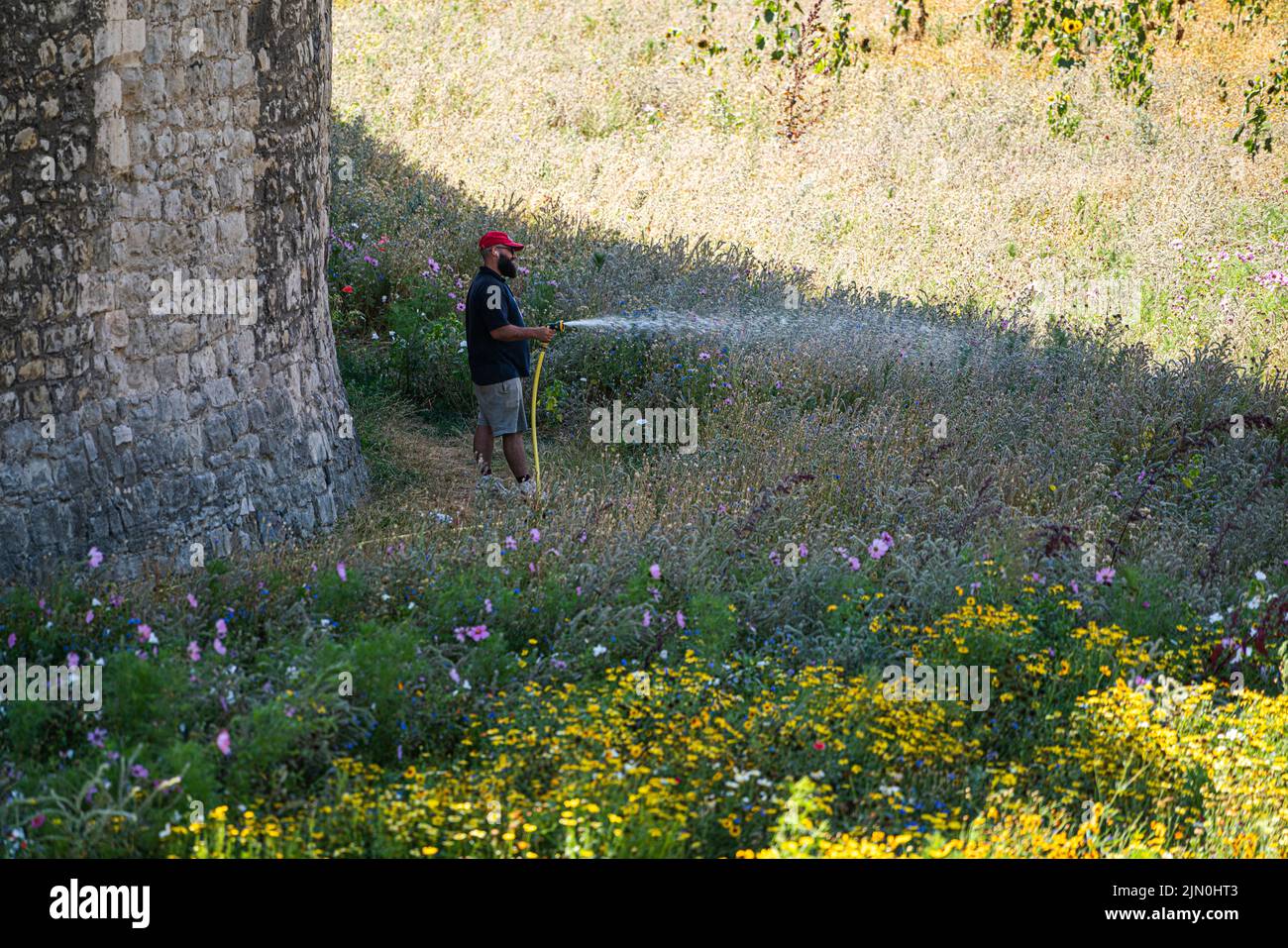 London, UK. 8 August 2022   A gardener watering the  Superbloom, a new permanent display of wildflowers in the moat of the Tower of London, grown from over 20 million seeds from 29 flower species which were sown to celebrate the Queen’s Platinum Jubilee. The flowers were chosen to attract a variety of pollinators to create a new biodiverse habitat..Credit. amer ghazzal/Alamy Live News Stock Photo