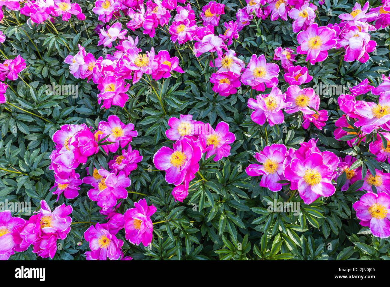 A bush of pink peonies blooms in the garden. Paeonia suffruticosa Stock ...