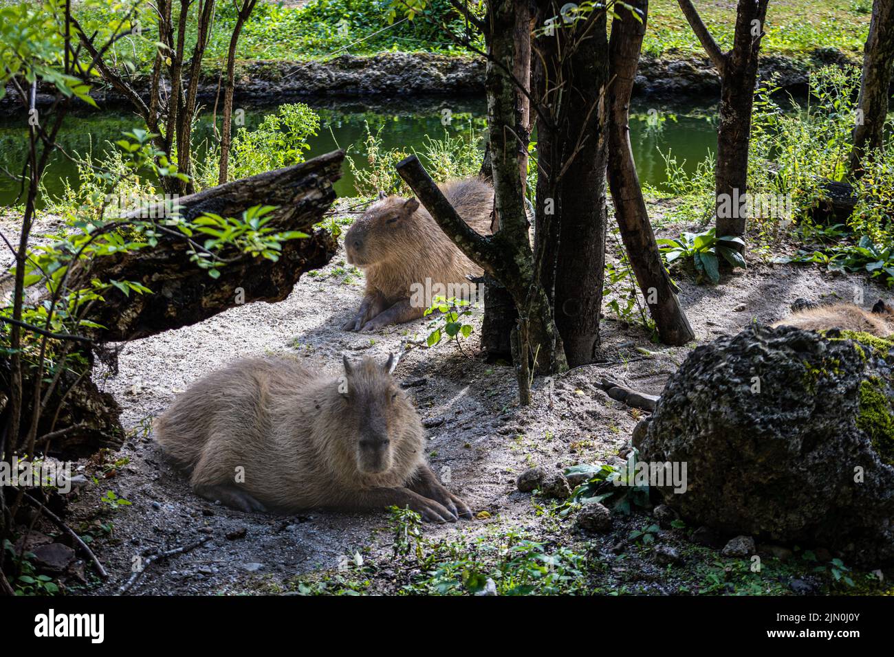 a couple of Capybara - Hydrochaeris hydrochaeris relaxing in the sunshine Stock Photo
