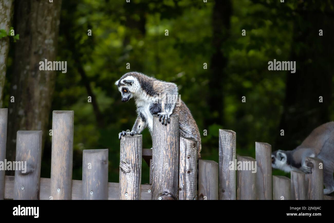Ring-tailed lemur - Lemur catta Stock Photo