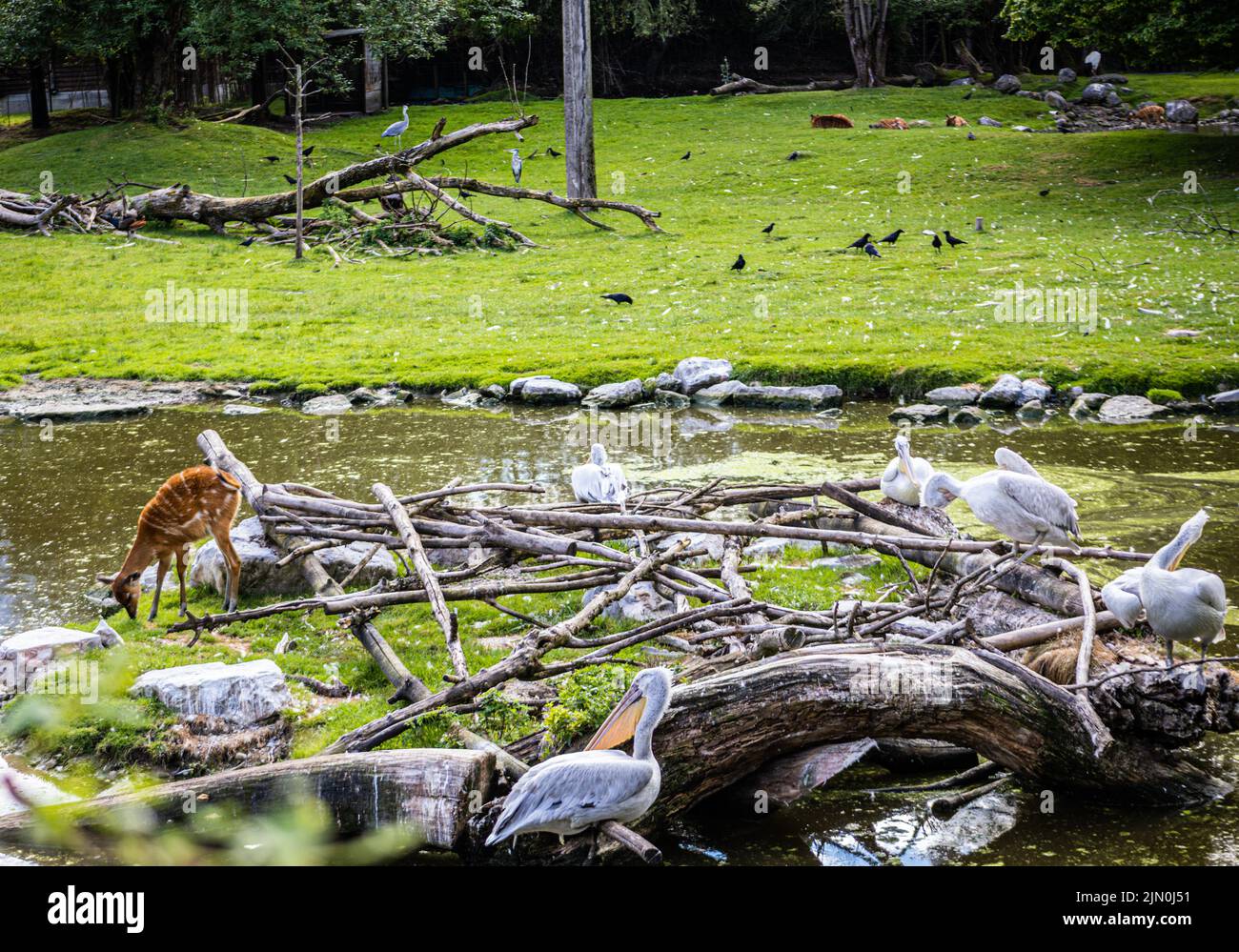 Pink-backed pelican / Pelecanus rufescens and Sitatunga / Tragelaphus spekii gratus around a watering hole Stock Photo