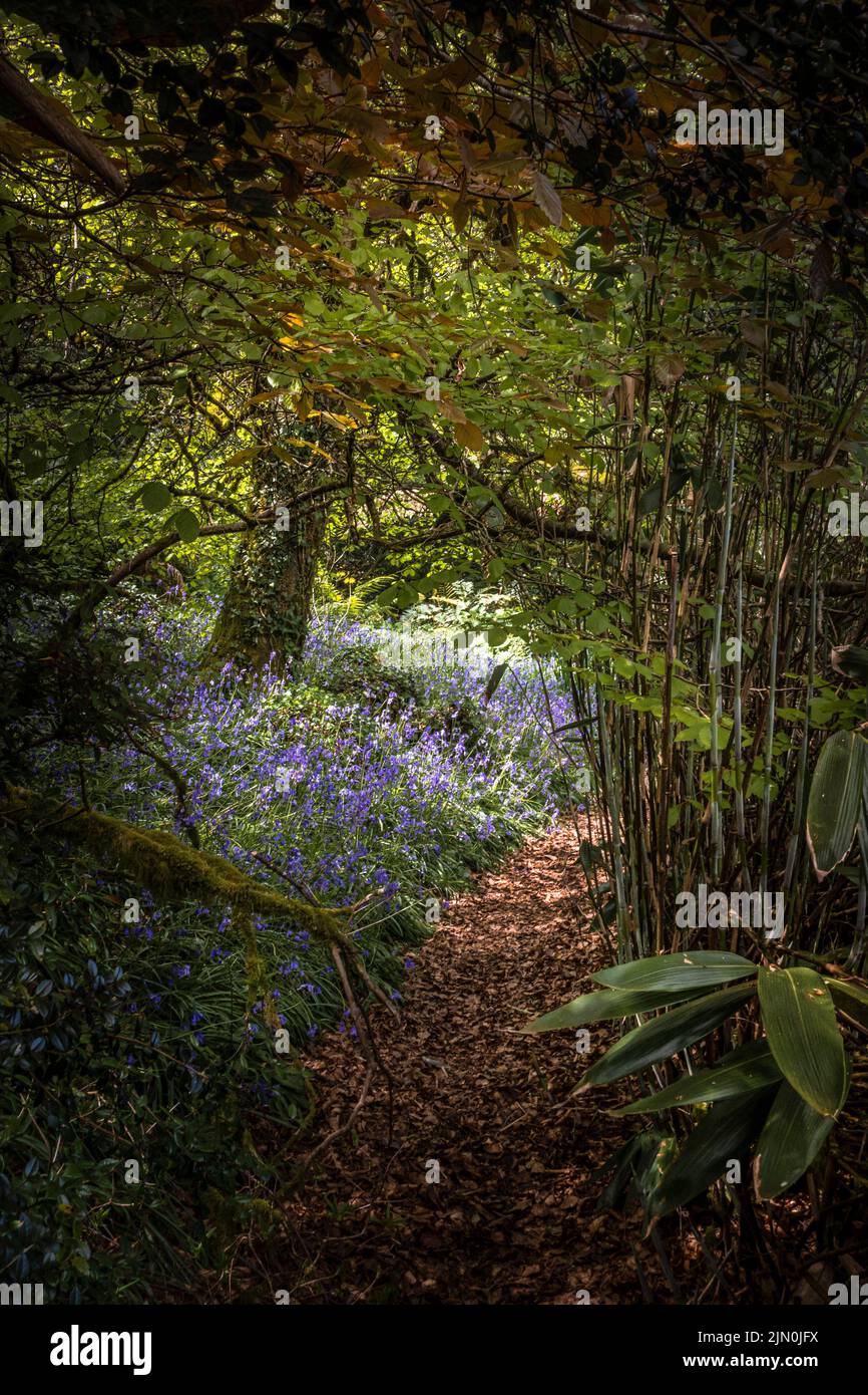 Bluebells growing near a footpath in the wild sub-tropical Penjjick Garden in Cornwall. Stock Photo