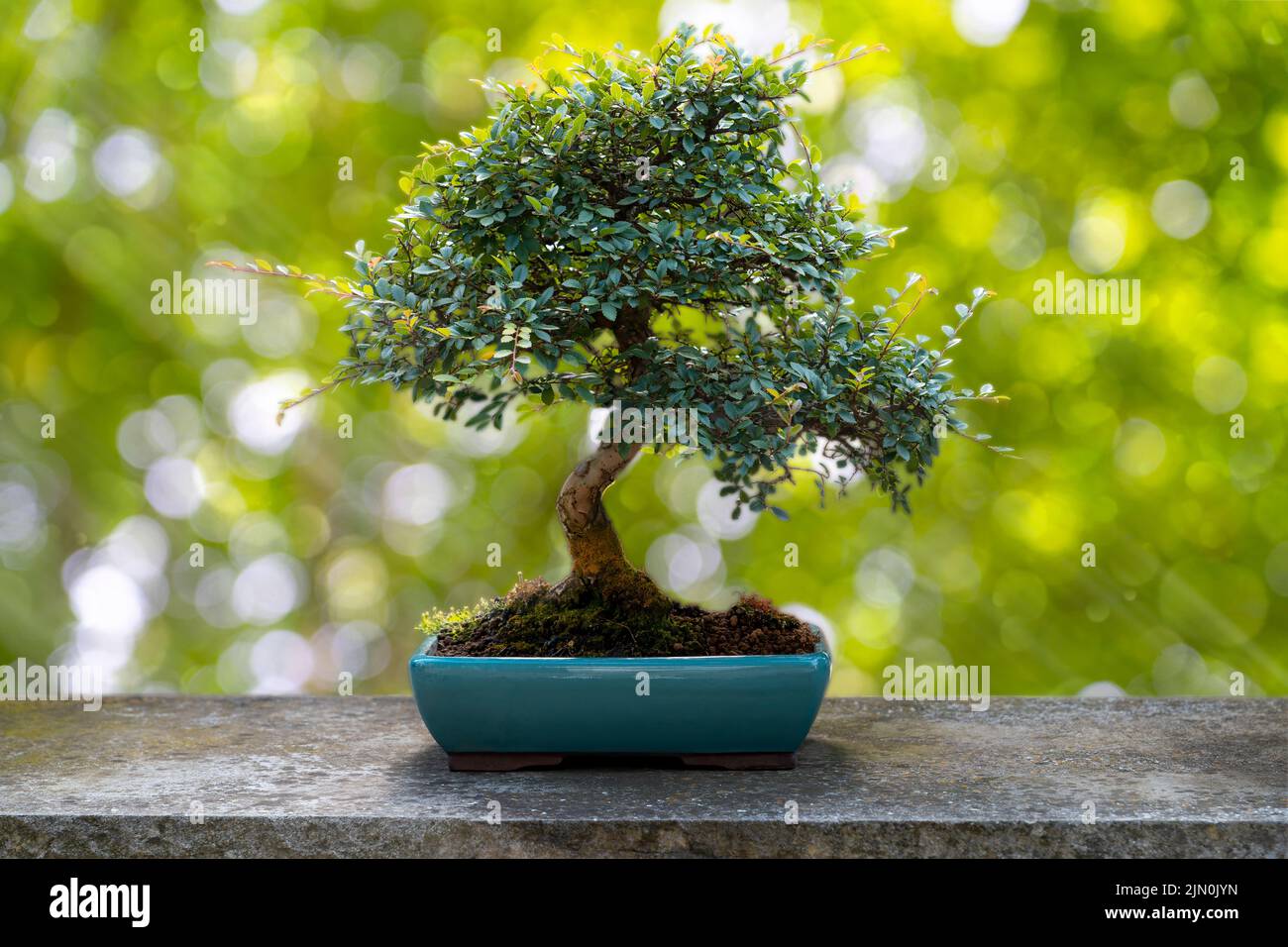 bonsai tree on stone table and green white  blurred bokeh Stock Photo