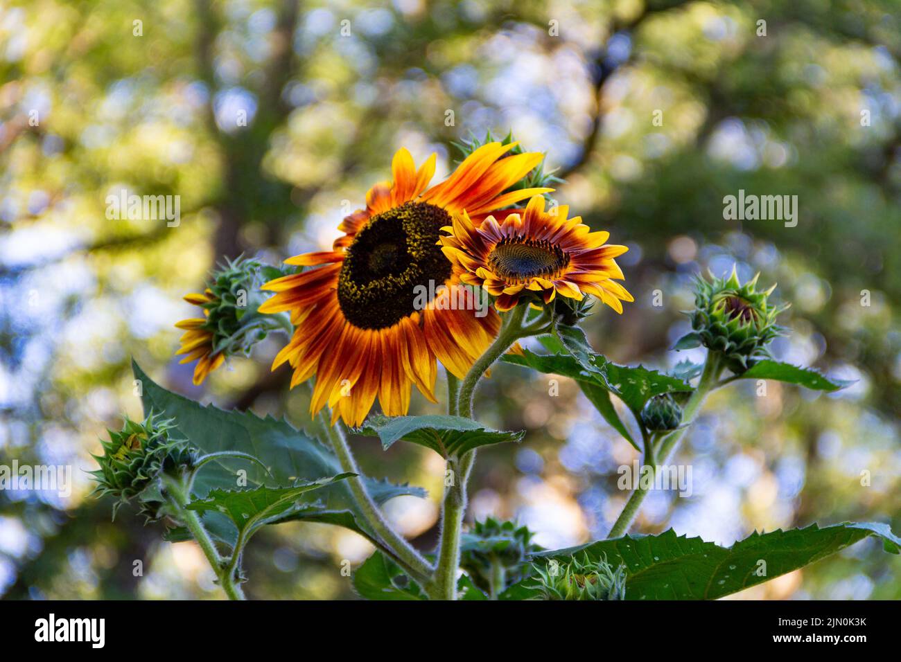 red sunflowers on the plant in spring Stock Photo Alamy