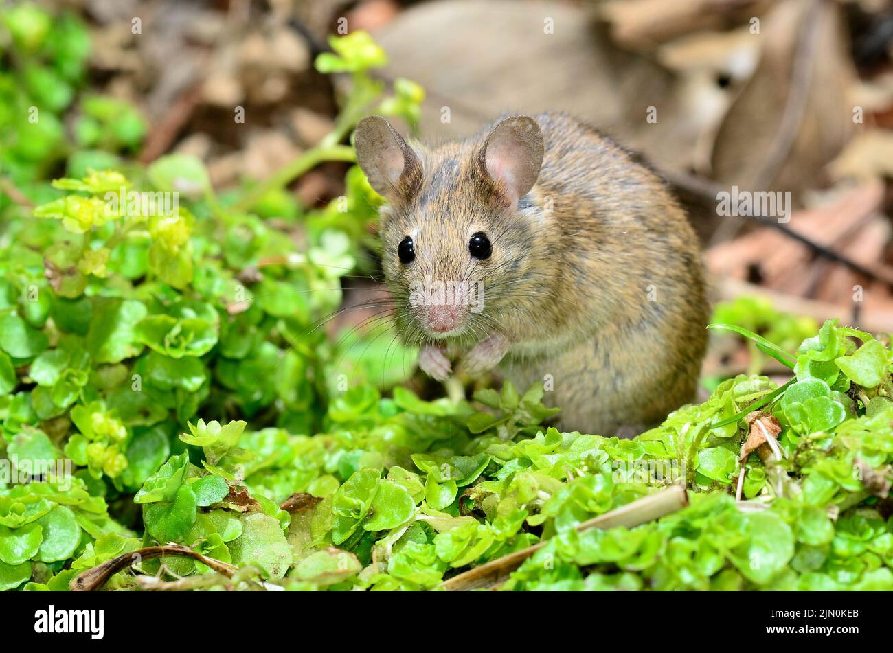 Adult house mouse foraging in leaf litter at night. Stock Photo