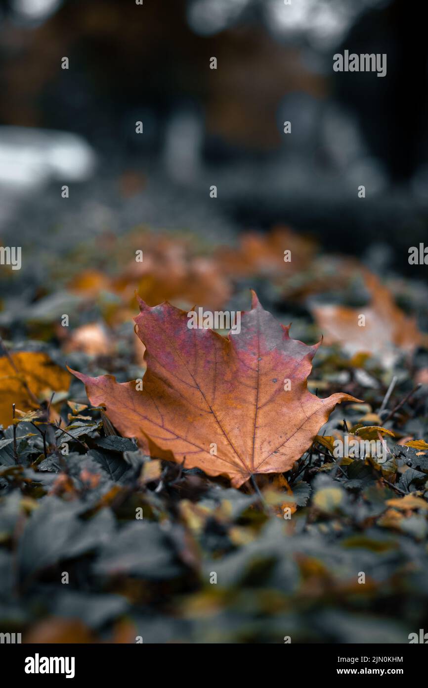 An autumn dry maple leaf on the ground Stock Photo - Alamy