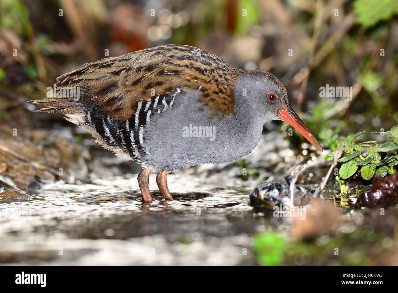 Water rail with dead chaffinch it had just killed. Stock Photo