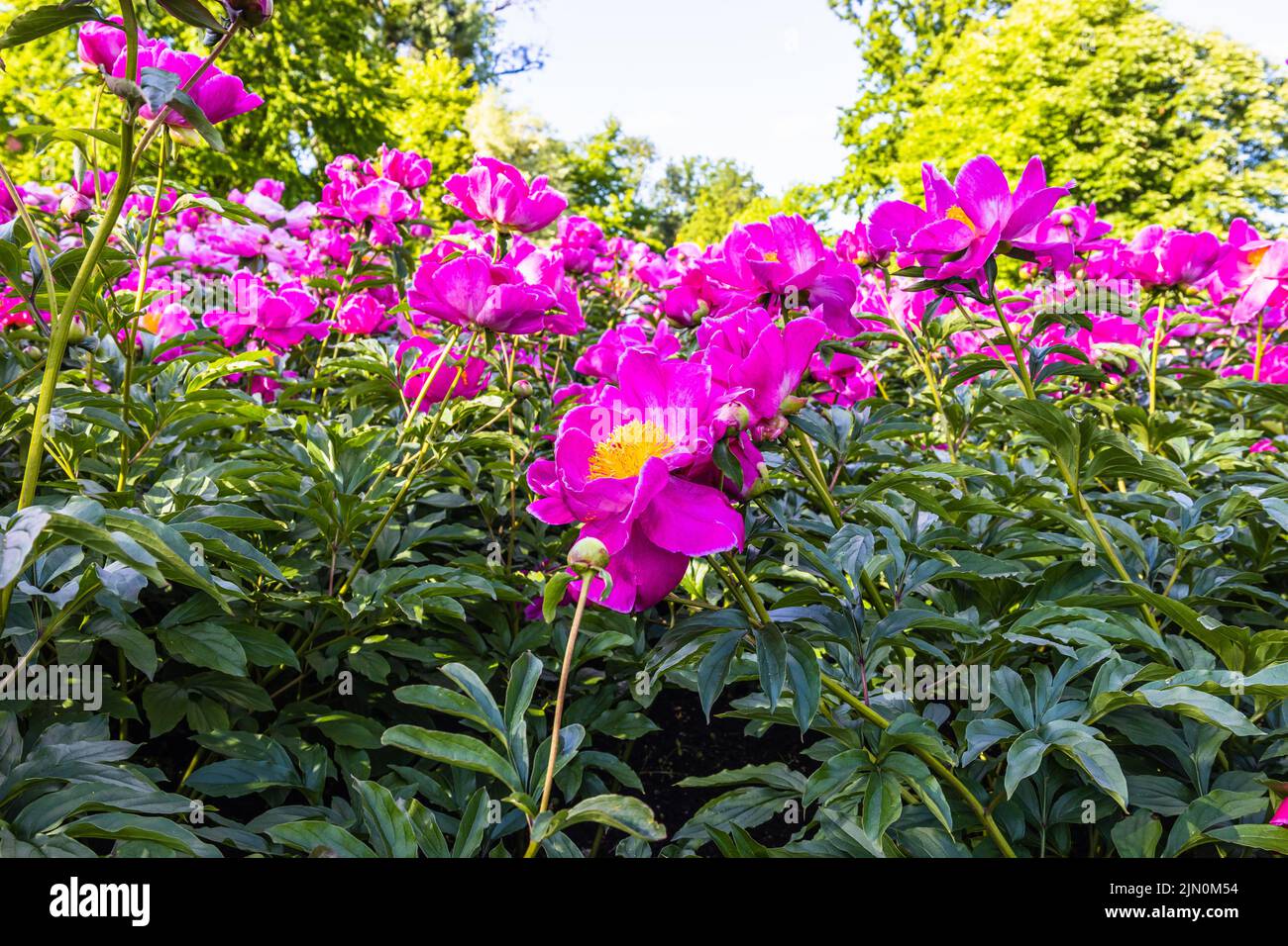 A bush of pink peonies blooms in the garden. Paeonia suffruticosa Stock ...