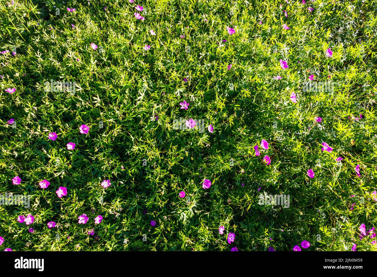 Geranium Sanguineum flower plants bloom in the summer garden Stock Photo