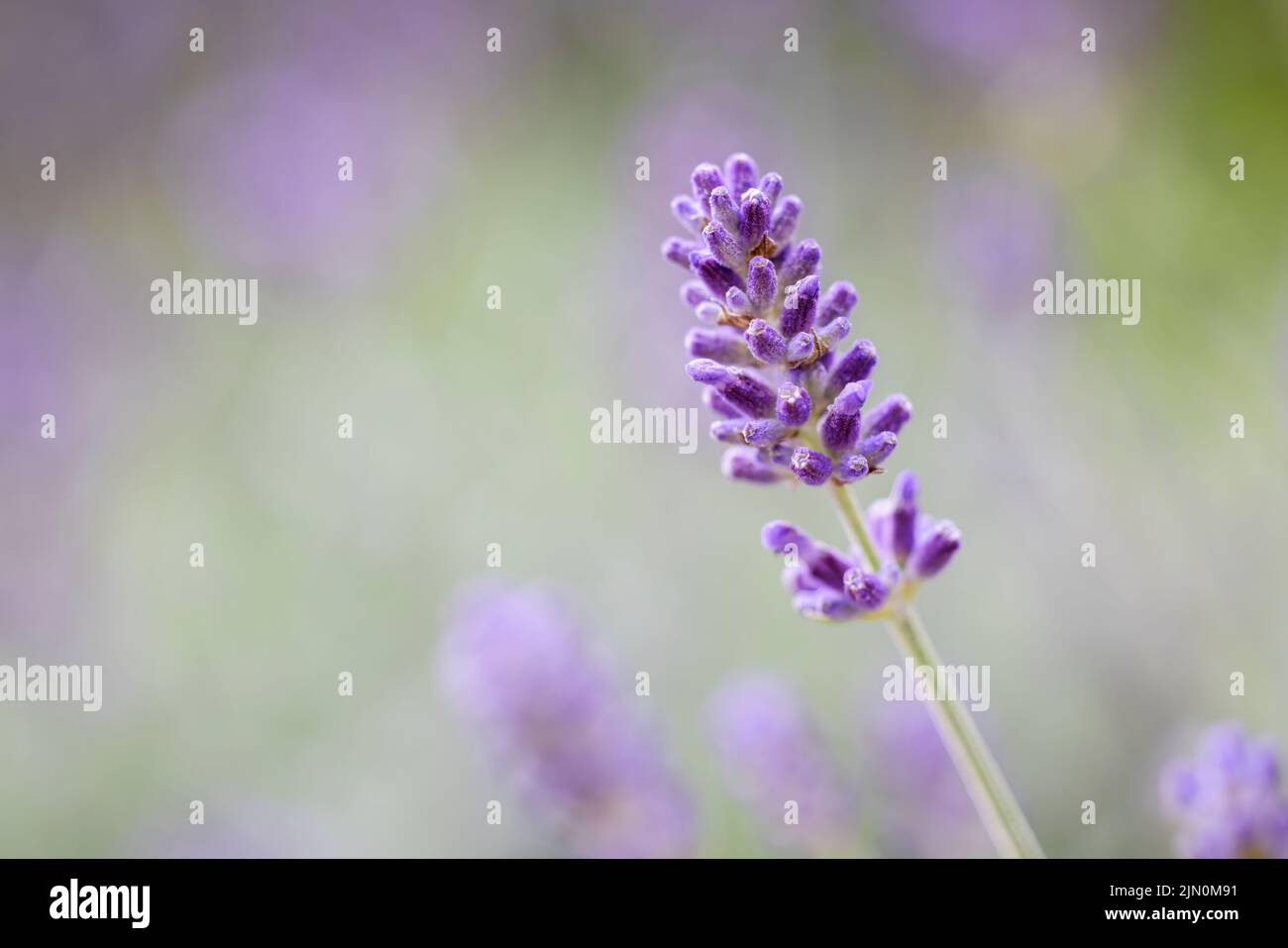 A close up of an English Lavender flower against a background of out of focus lavender flowers Stock Photo