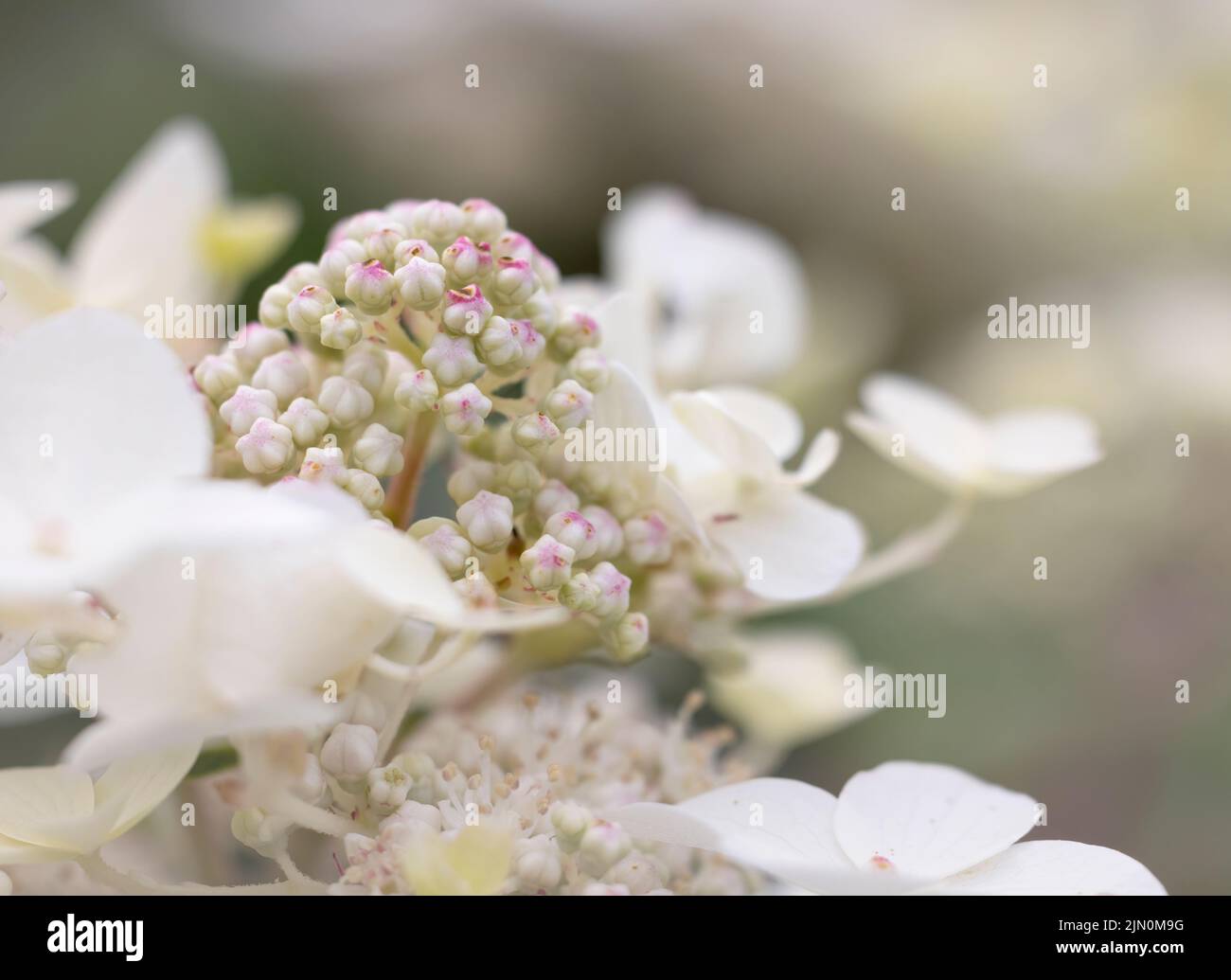 A close up of the flower head of a beautiful White Hydrangea showing open petals and buds Stock Photo