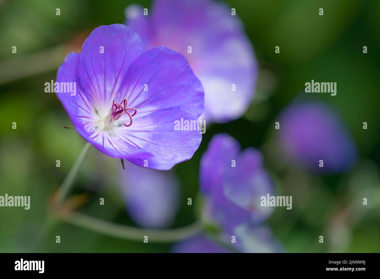 Blue Geranium (Geranium rozanne) is closely related to the Meadow Cranesbill (Geranium pratense) and is often grown as a perennial in gardens. Stock Photo