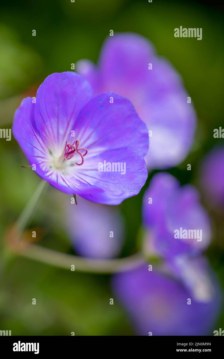Blue Geranium (Geranium rozanne) is closely related to the Meadow Cranesbill (Geranium pratense) and is often grown as a perennial in gardens. Stock Photo