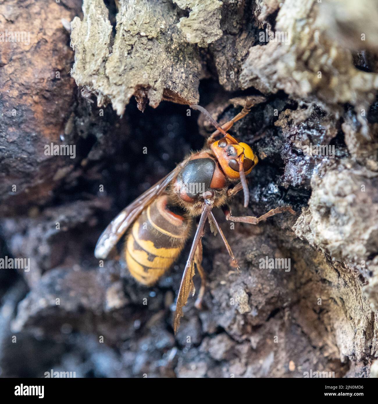 A large wasp near a tree drinks tree sap. Stock Photo