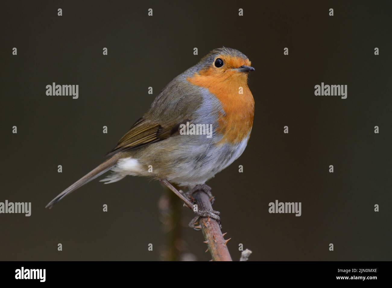 Adult robin at rest perched on branble in early spring Stock Photo