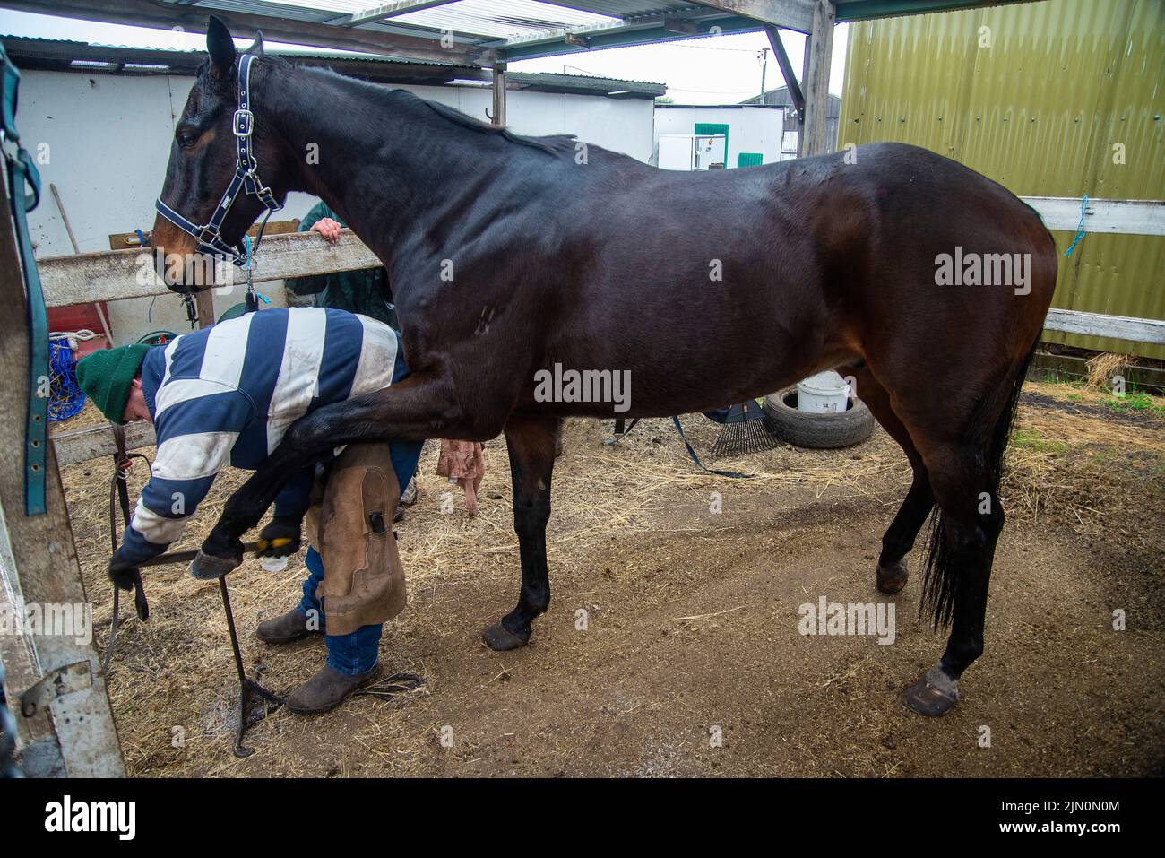 Mobile farrier, Craig Robottom, at work at a riding school in Sorell, Tasmania Stock Photo