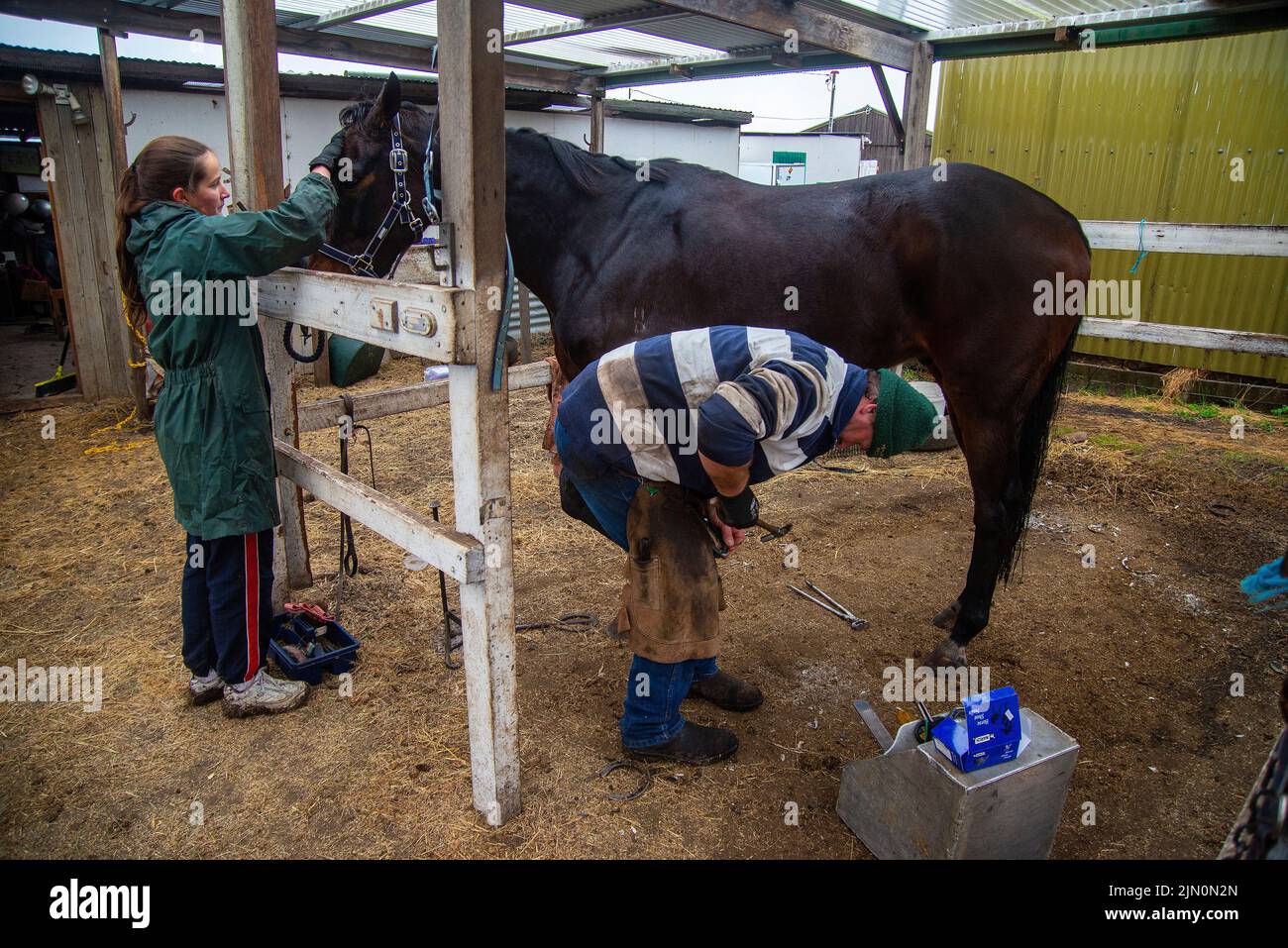 Mobile farrier, Craig Robottom, at work at a riding school in Sorell, Tasmania Stock Photo