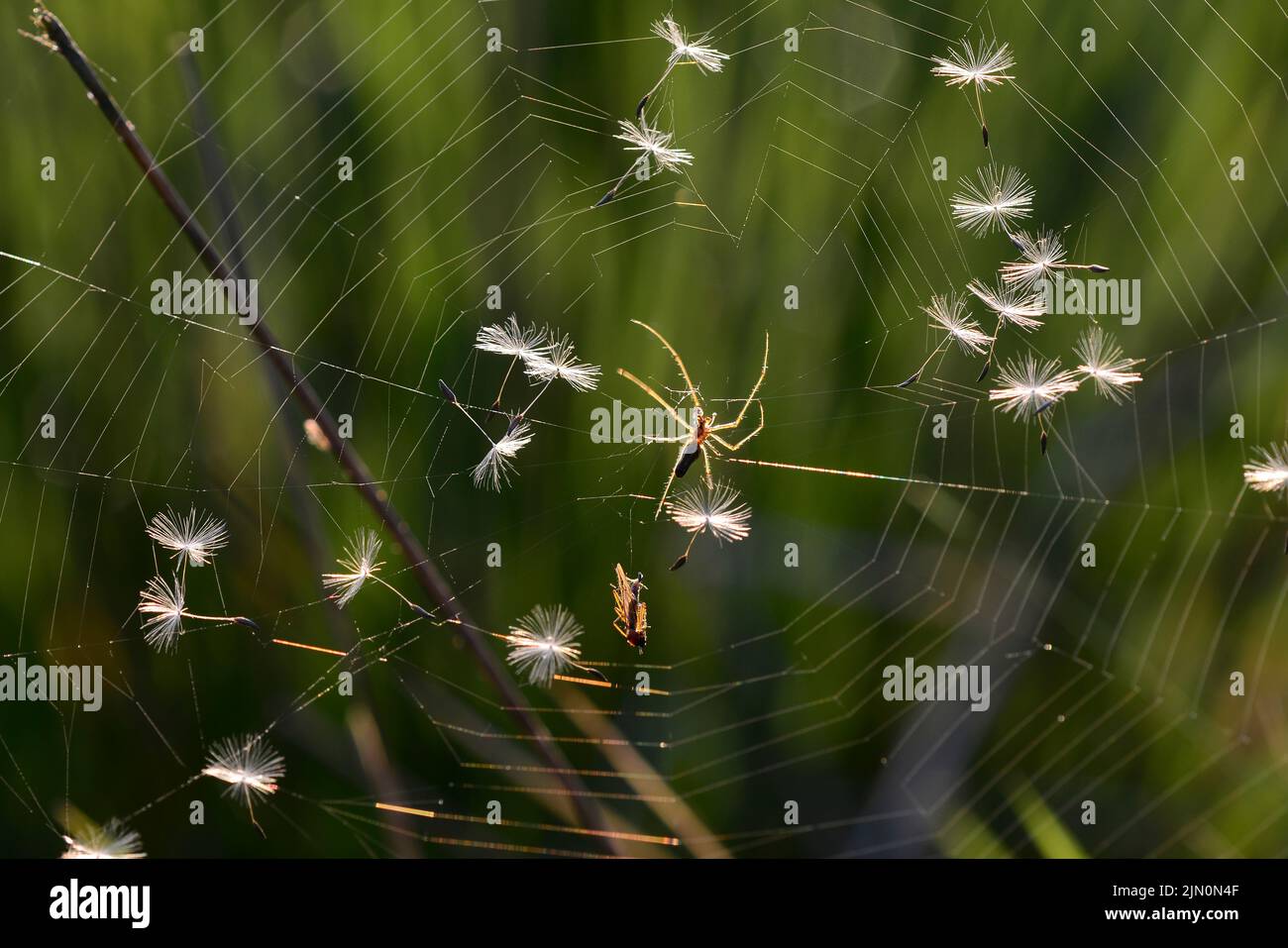 dandelion seeds cauaght on spider's web Stock Photo