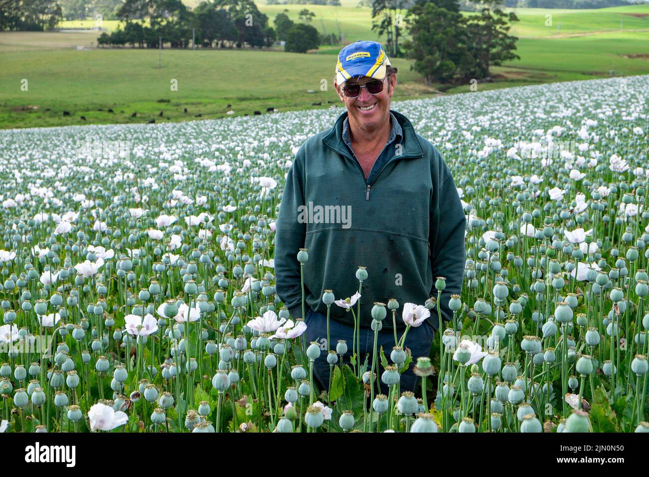 Opium poppy farmer Craigie Elphinstone, with his crop, near Sassafras, Tasmania Stock Photo