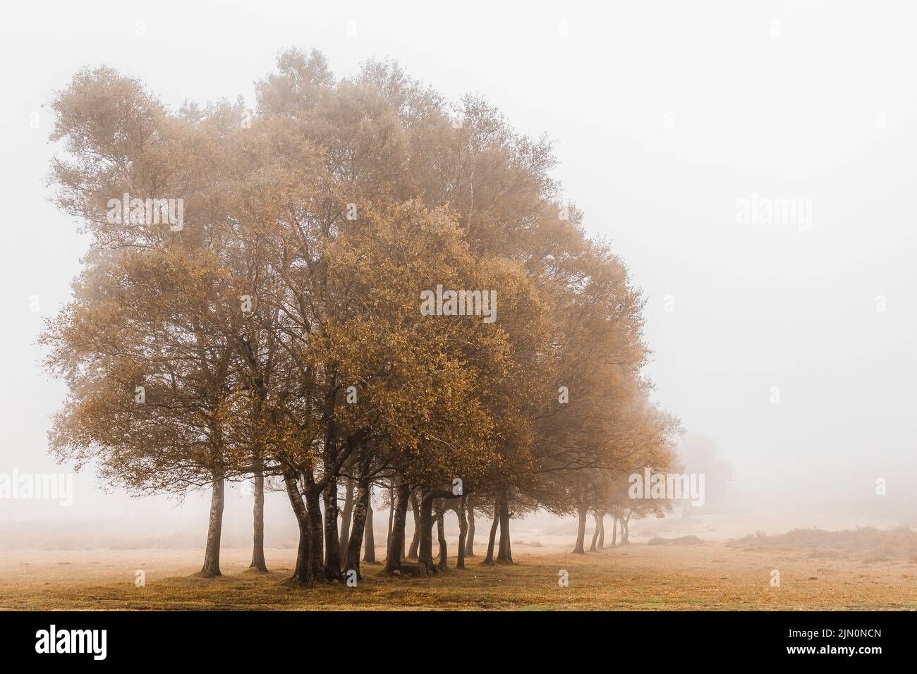 The row of autumn trees in the park on a foggy day Stock Photo - Alamy