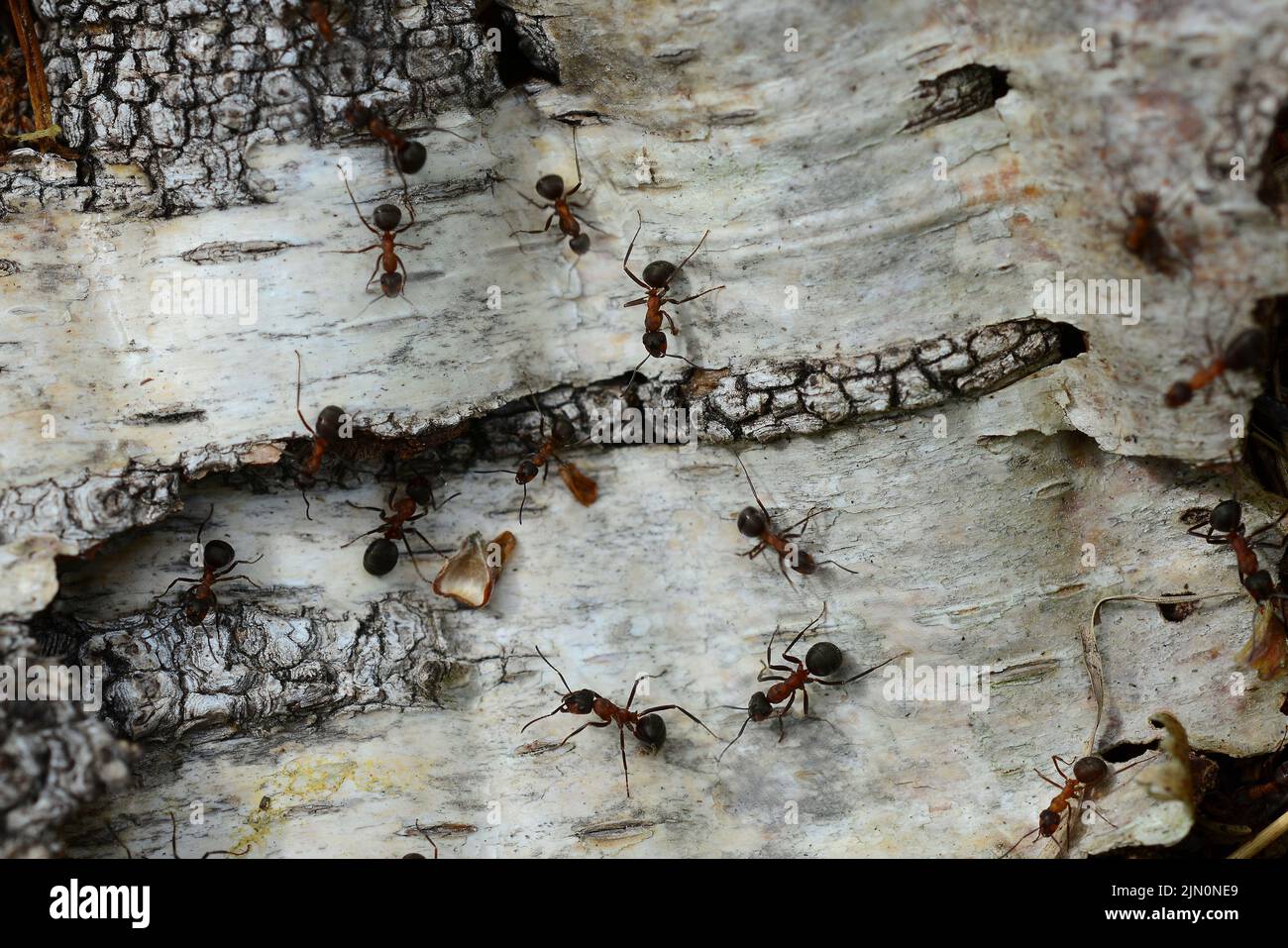 wood ants crawlling on silver birch bark Stock Photo