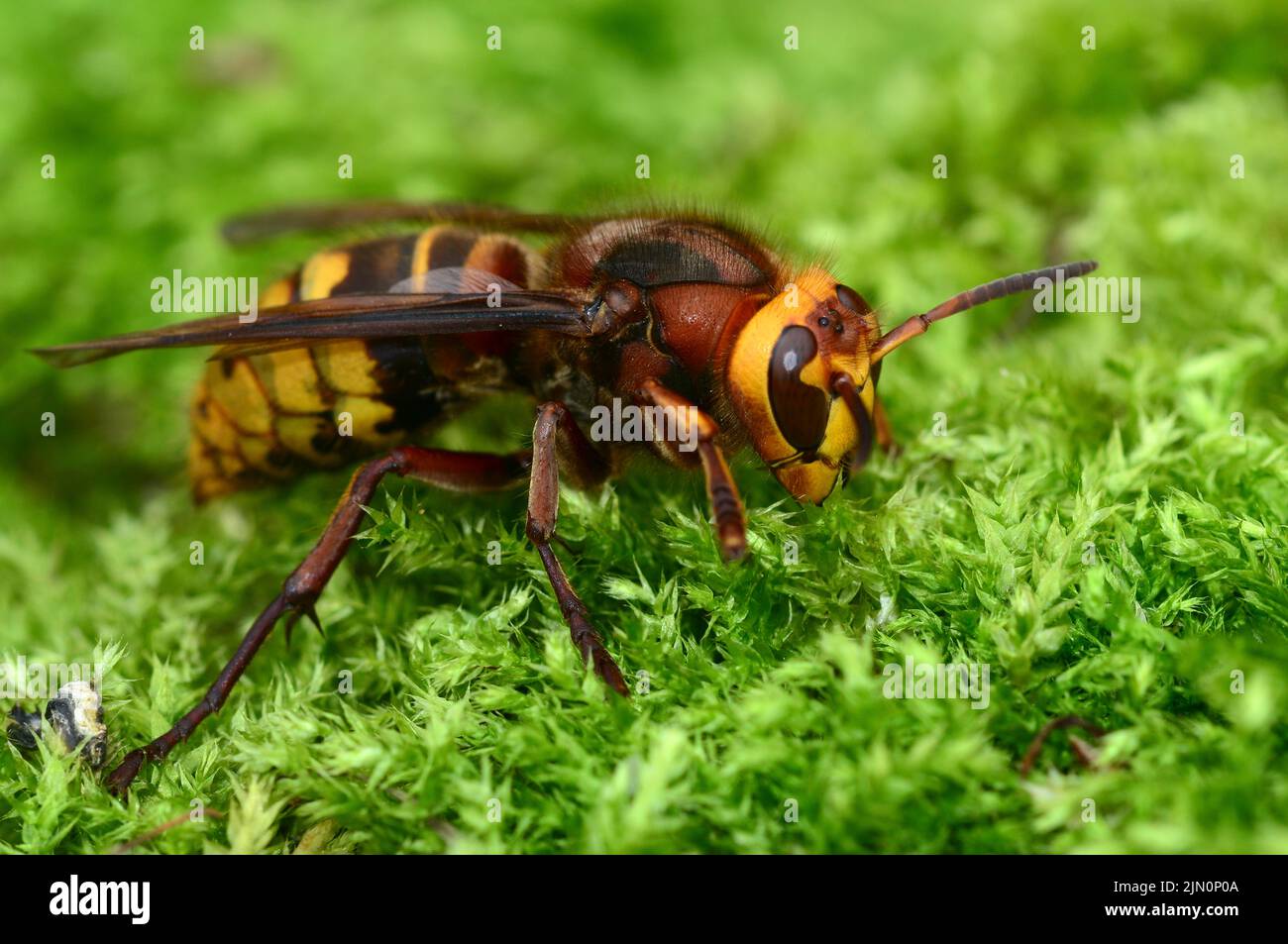 Queen hornet at rest on moss in spring Stock Photo