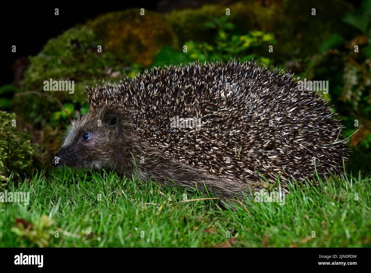Hedgehog foraging in grassland habitat, Dorset, UK Stock Photo