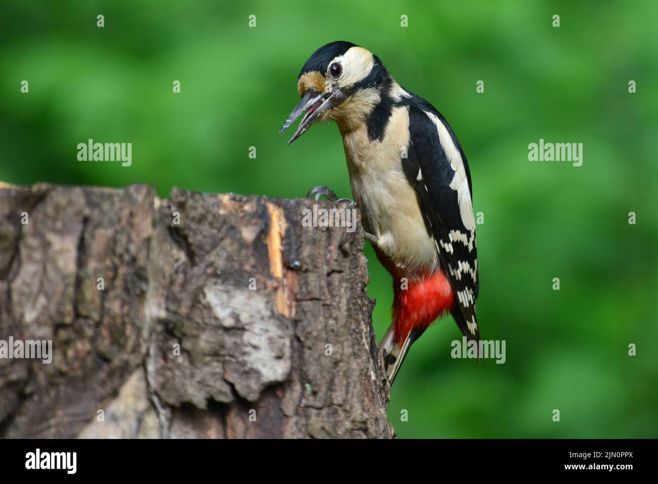 Adult female great spotted woodpecker at rest perched on tree stump. Stock Photo