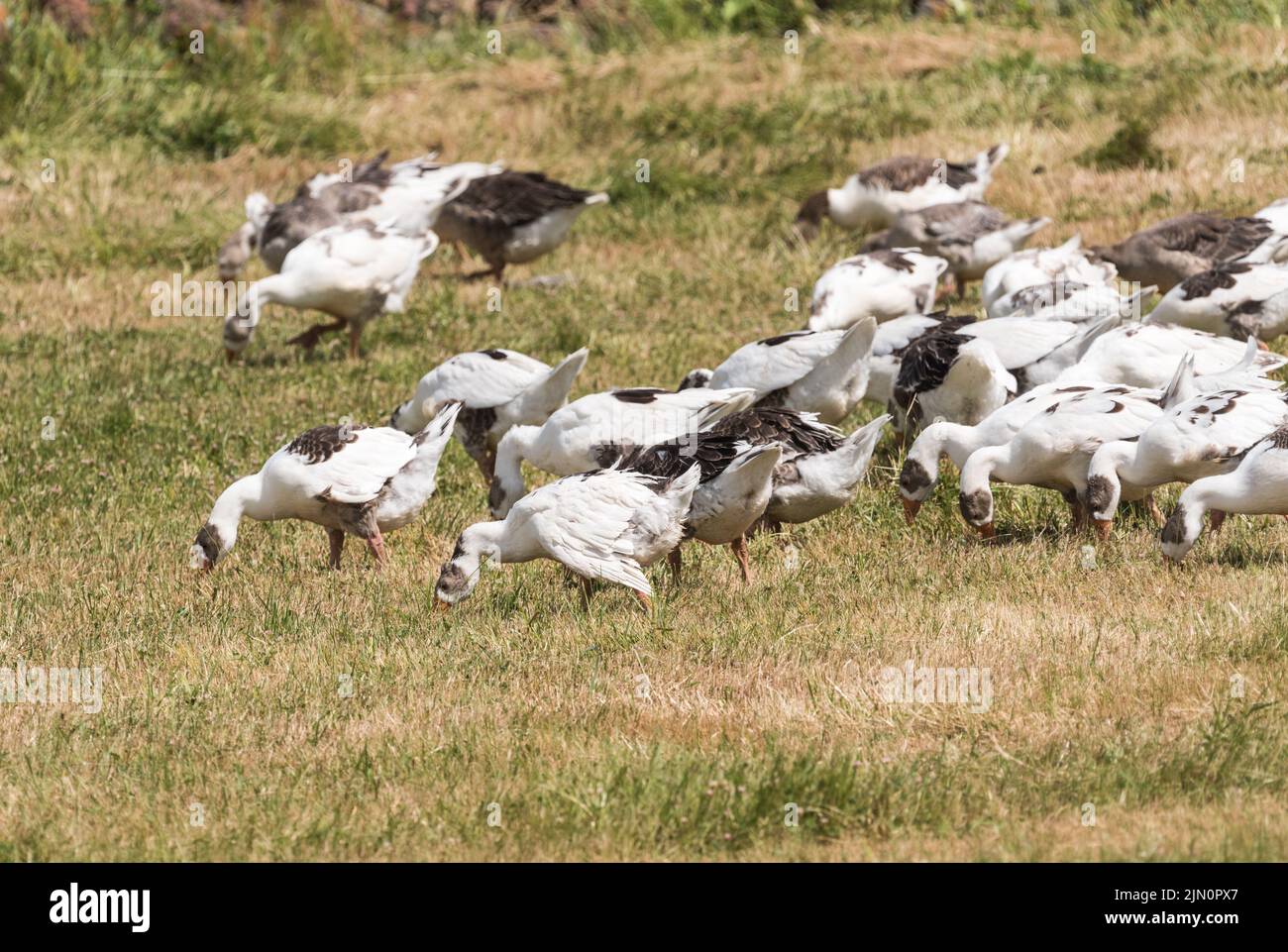 Domestic Geese foraging Stock Photo
