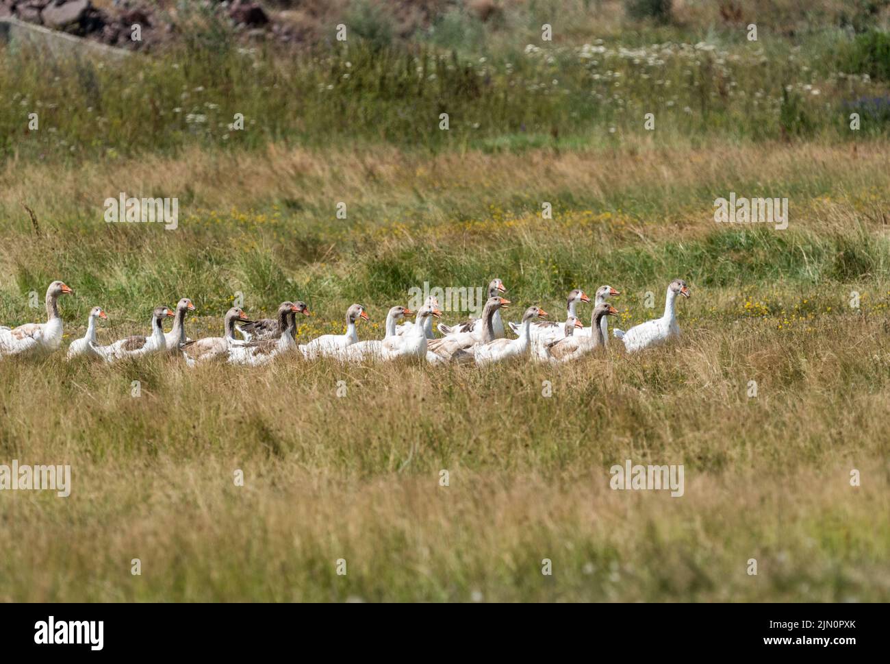 Domestic Geese walking Stock Photo