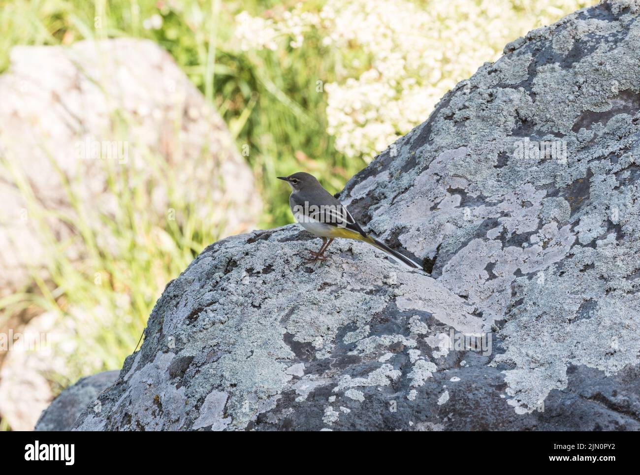 Grey Wagtail (Motacilla cinerea) Stock Photo