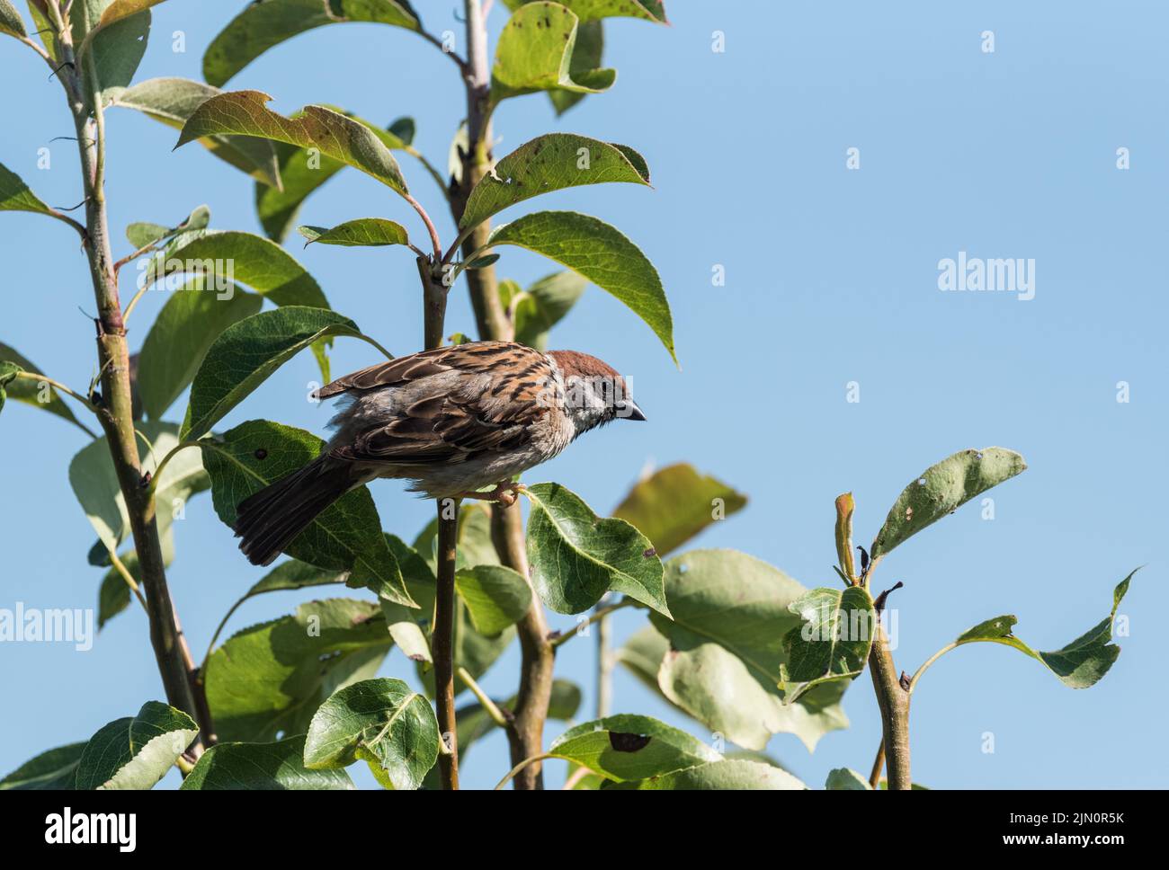 Perched Tree Sparrow (Passer montanus) Stock Photo