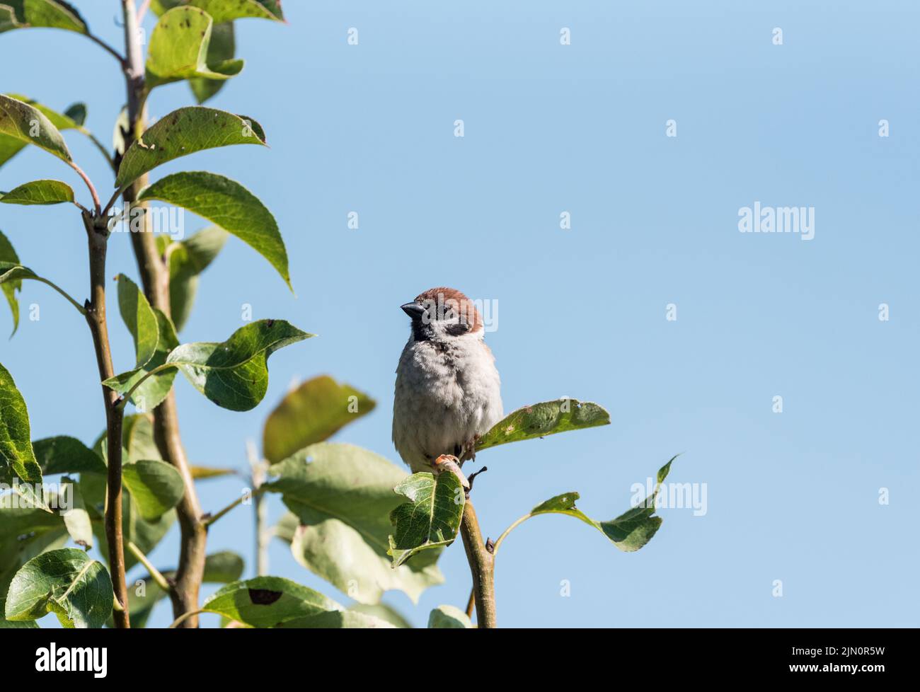 Perched Tree Sparrow (Passer montanus) Stock Photo