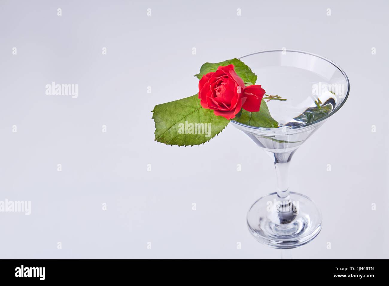 Red flower in a cocktail glass and copy space. Isolated on white background. Stock Photo
