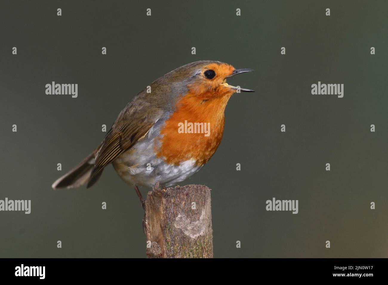 Robin sining in early spring Stock Photo